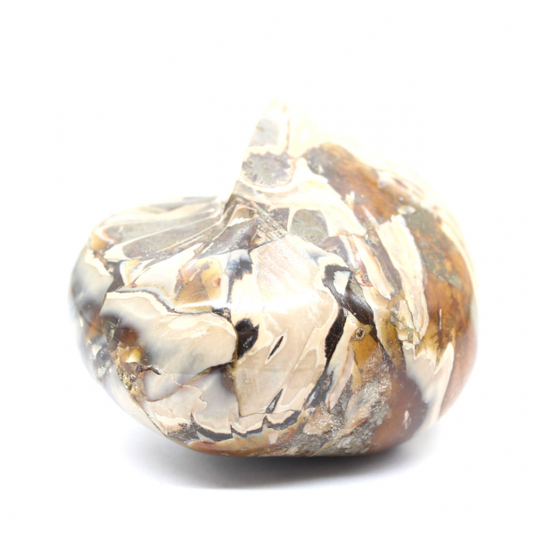 Gepolijste fossiele ammoniet uit Madagaskar - Decoratie en geologische wetenschap