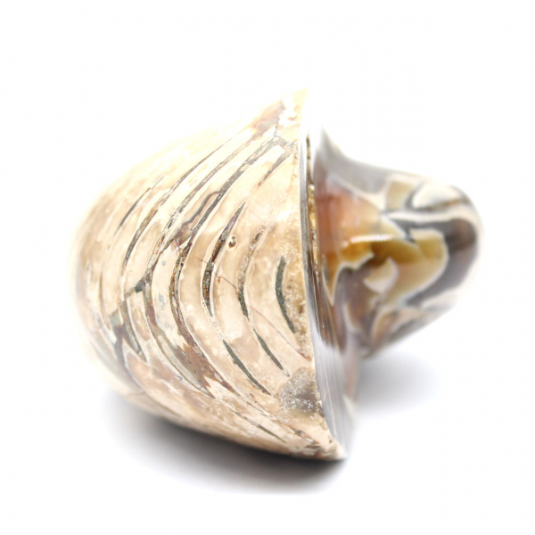 Gepolijste fossiele ammoniet uit Madagaskar - Decoratie en geologische wetenschap