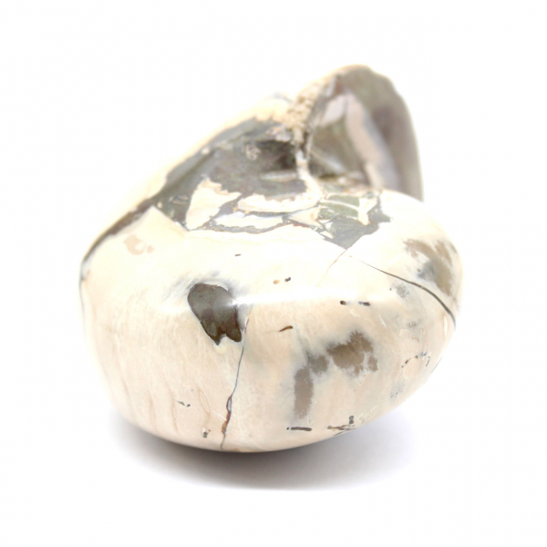 Ammonietspecimen uit Madagaskar - Gepolijst fossiel voor verzamelaars