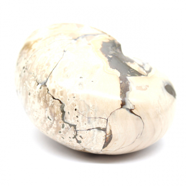 Ammonietspecimen uit Madagaskar - Gepolijst fossiel voor verzamelaars