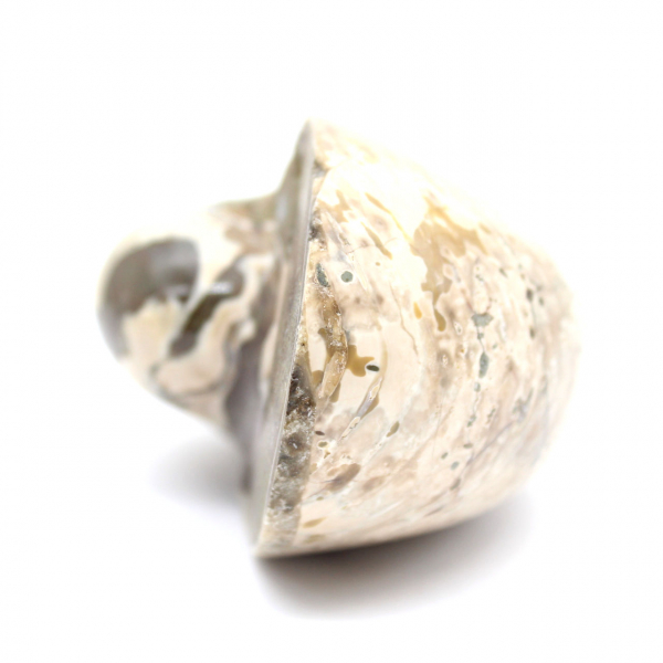 Ammonietspecimen uit Madagaskar - Gepolijst fossiel voor verzamelaars