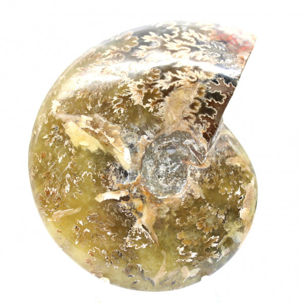 Gepolijste fossiele ammoniet uit Madagaskar - smal en slank exemplaar