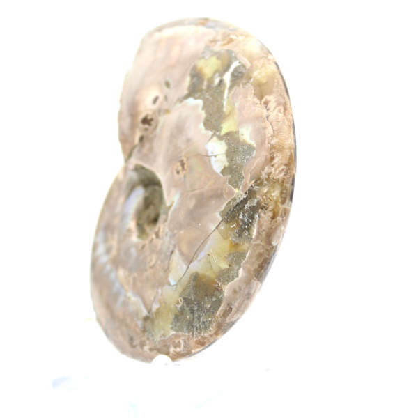 Gepolijste fossiele ammoniet - Decoratie en paleontologische wetenschap