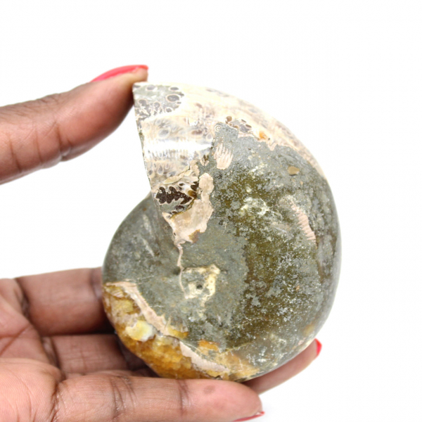 Hoogwaardige gepolijste fossiele ammoniet - Natuurlijk decoratief stuk