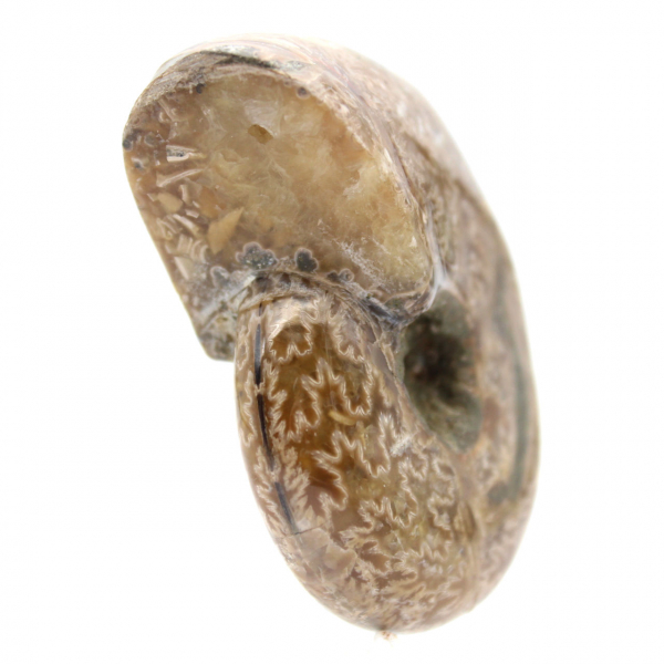 Gepolijste ammoniet voor verzamelaars - Fossiele schat uit Madagaskar (100 g)