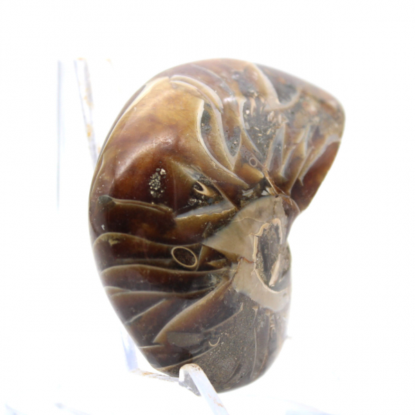 Gepolijste ammoniet - smal collectie-exemplaar uit Madagaskar (120 g)