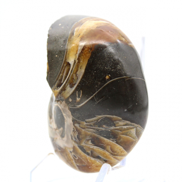 Gepolijste ammoniet uit Madagaskar - Compact exemplaar voor verzamelaars