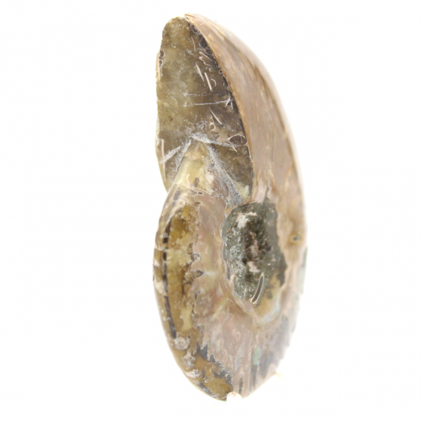 Smal gepolijst fossiel ammoniet - Historische steen van Madagaskar