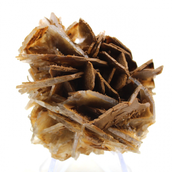 Kleine Marokkaanse bruine bariet