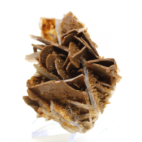 Kleine Marokkaanse bruine bariet