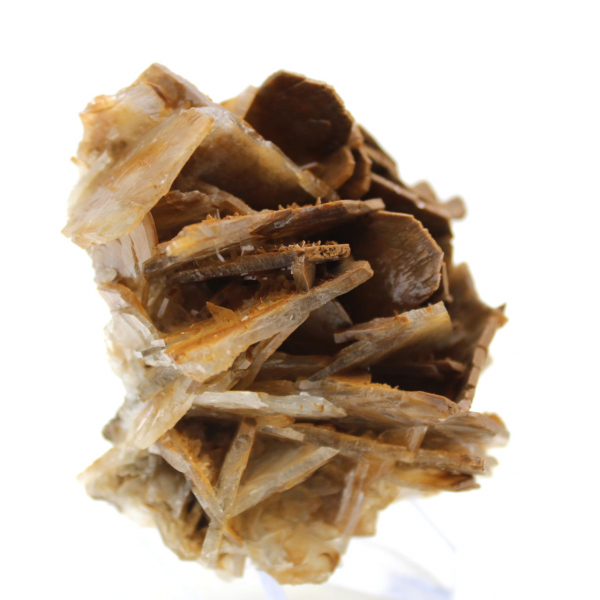 Kleine Marokkaanse bruine bariet