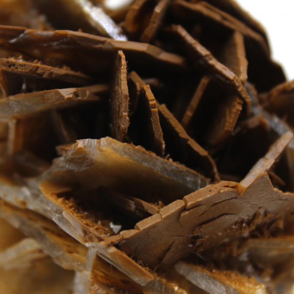 Kleine Marokkaanse bruine bariet