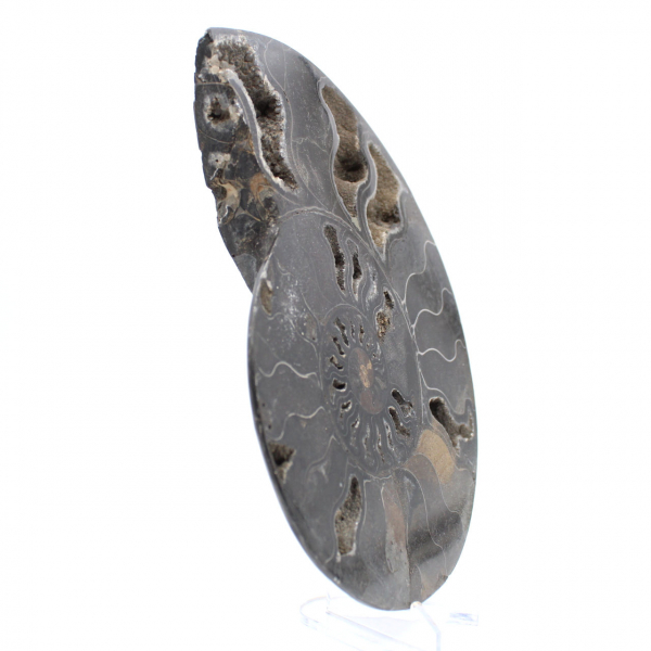 Gepolijste decoratieve fossiele ammoniet - exemplaar uit Madagaskar