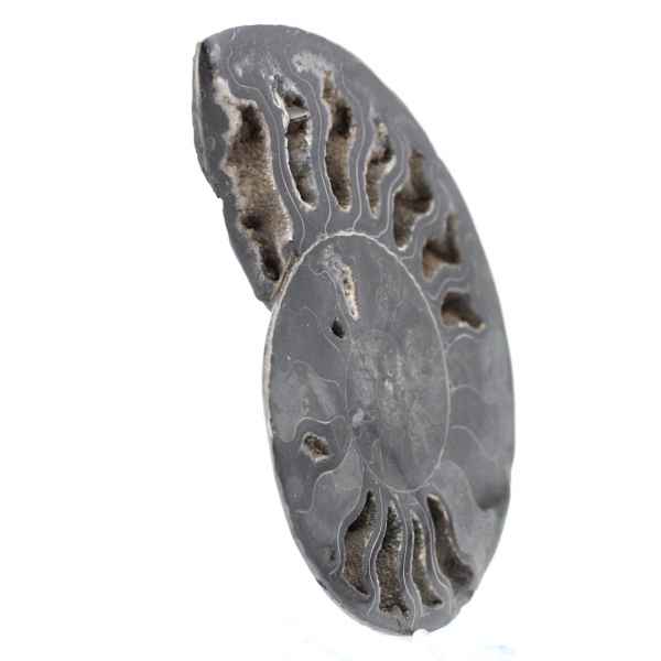 Ammonietfossiel Natuurlijke decoratie - Uniek exemplaar
