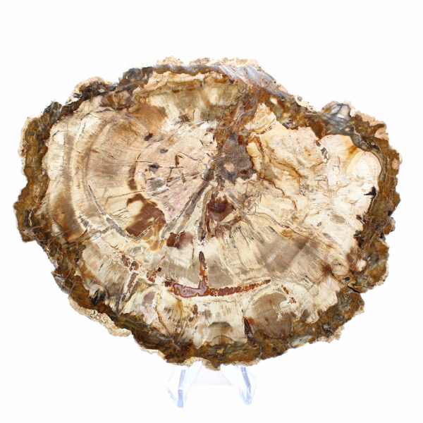 Plak versteend hout uit Madagaskar - Verzamelobject