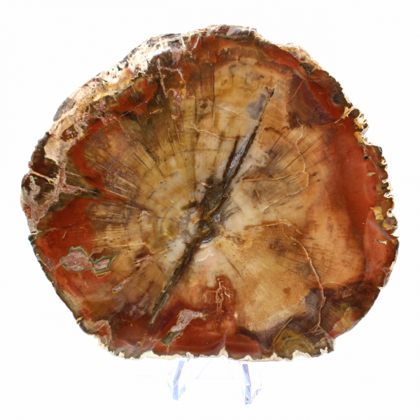 Schijf van fossiel Majunga-hout - Natuurlijk decoratief object