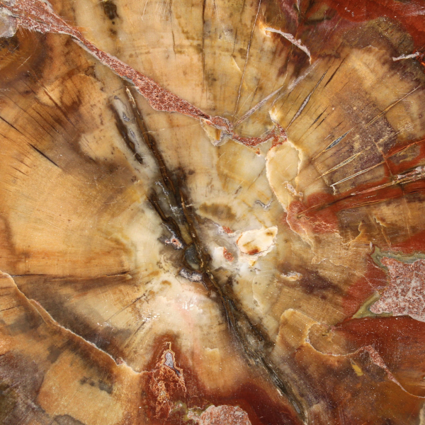 Schijf van fossiel Majunga-hout - Natuurlijk decoratief object