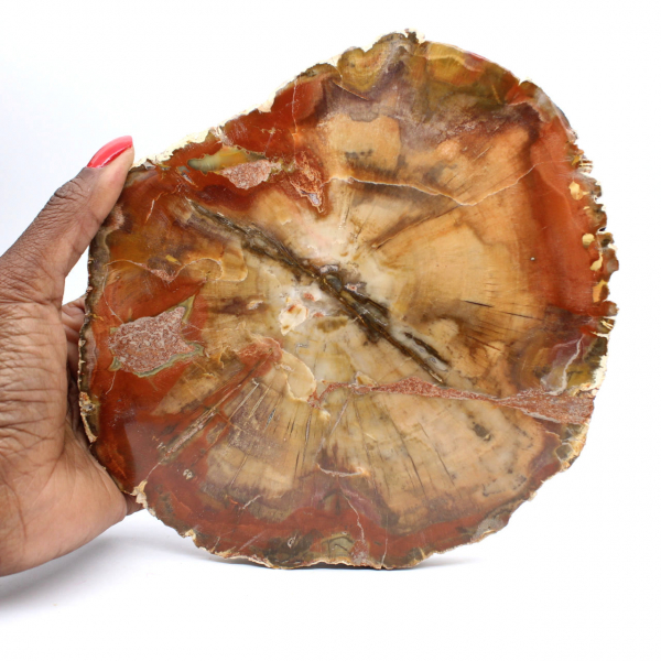 Schijf van fossiel Majunga-hout - Natuurlijk decoratief object