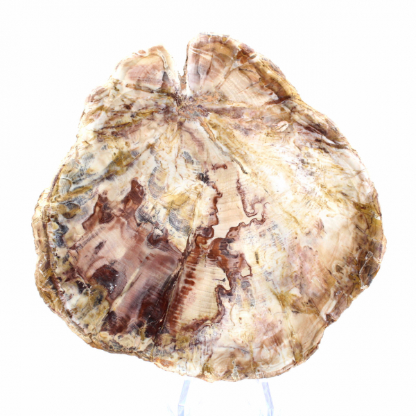 Versteend hout uit Madagaskar - Gepolijste sectie voor verzamelaars