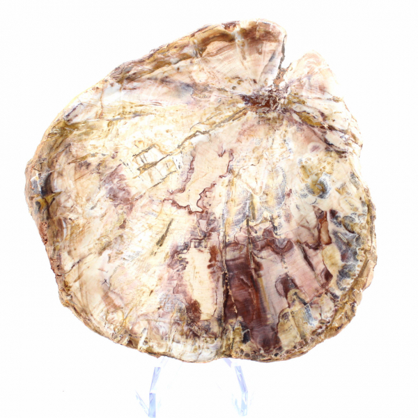 Versteend hout uit Madagaskar - Gepolijste sectie voor verzamelaars