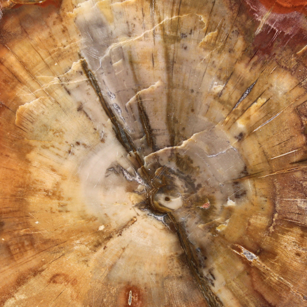 Versteende houtschijf - Verzamelbaar mineraal uit Madagaskar