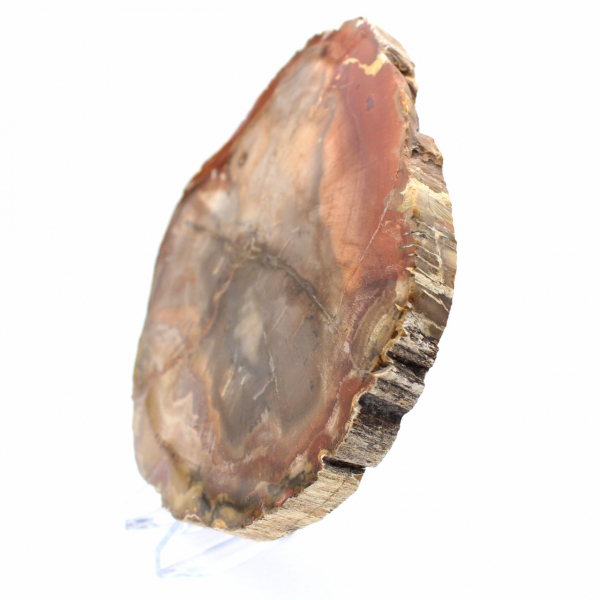 Versteend Majunga-hout - Natuurlijk gevormde, gepolijste plak