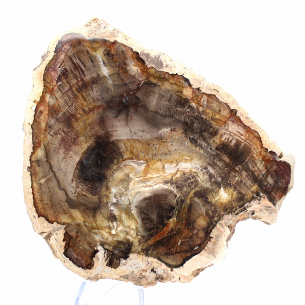 Natuurlijke, gesilicificeerde houtschijf - Exemplaar uit Madagaskar