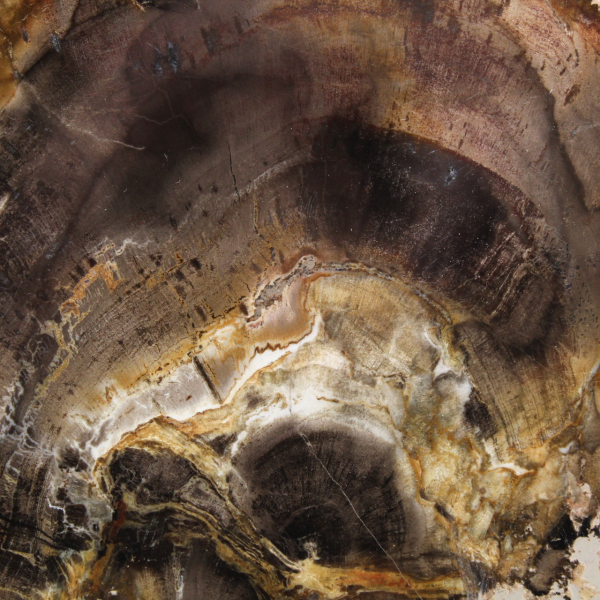 Natuurlijke, gesilicificeerde houtschijf - Exemplaar uit Madagaskar