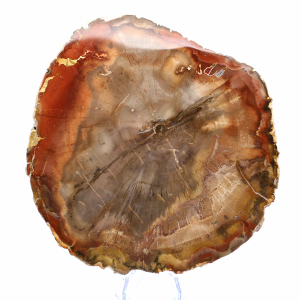 Doorsnede van versteend hout uit Majunga - Mineralogisch specimen