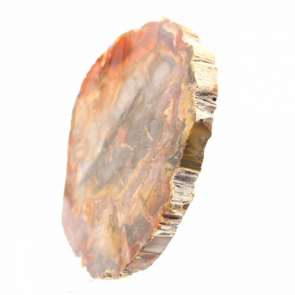 Doorsnede van versteend hout uit Majunga - Mineralogisch specimen