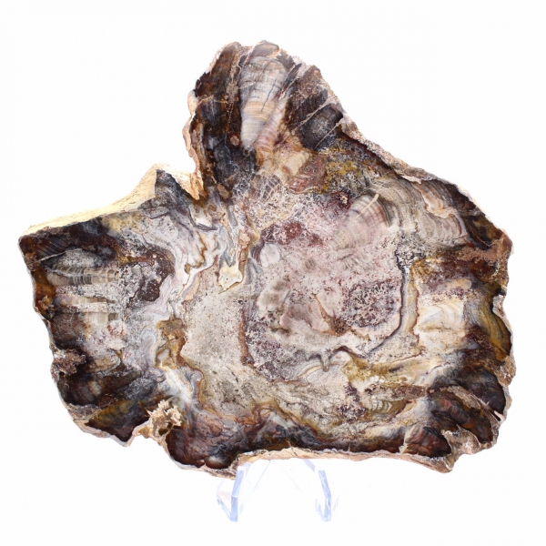 Versteend hout uit Madagaskar - Gepolijste schijf voor verzamelaars