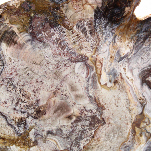 Versteend hout uit Madagaskar - Gepolijste schijf voor verzamelaars