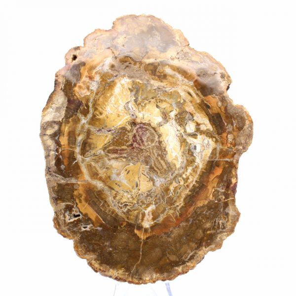 Klein stukje versteend hout - Authentiek product uit Madagaskar