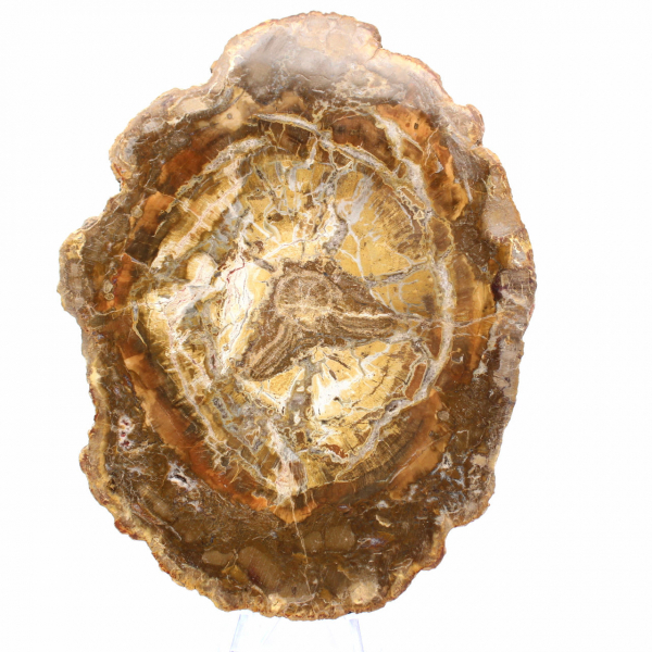 Klein stukje versteend hout - Authentiek product uit Madagaskar