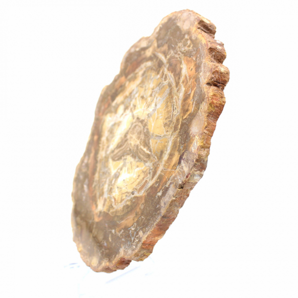 Klein stukje versteend hout - Authentiek product uit Madagaskar