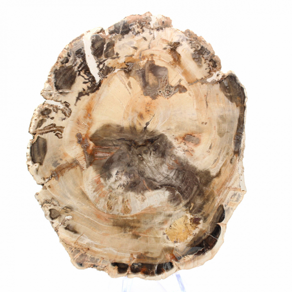 Versteend hout van Majunga - Natuursteensectie