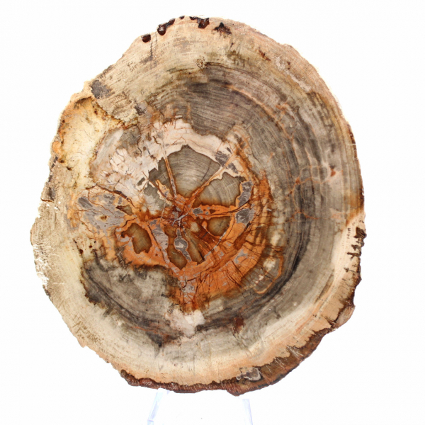 Plak versteend hout uit Madagaskar - Wetenschappelijk object