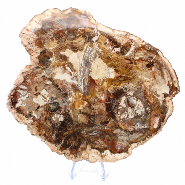 Grote plak versteend hout - Majunga-collectie