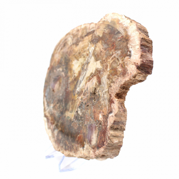 Grote plak versteend hout - Majunga-collectie