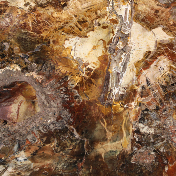 Grote plak versteend hout - Majunga-collectie