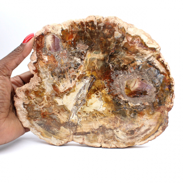 Grote plak versteend hout - Majunga-collectie