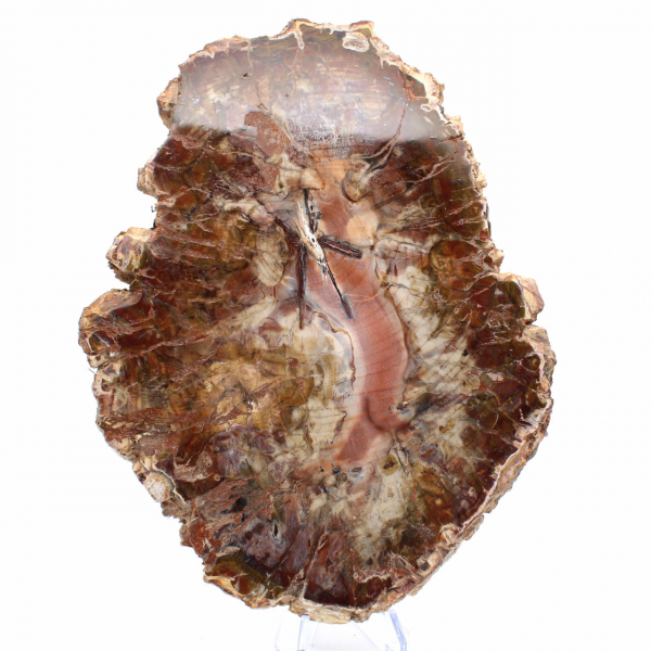 Versteend hout uit Madagaskar - Grote gepolijste plak