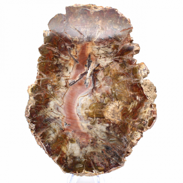 Versteend hout uit Madagaskar - Grote gepolijste plak