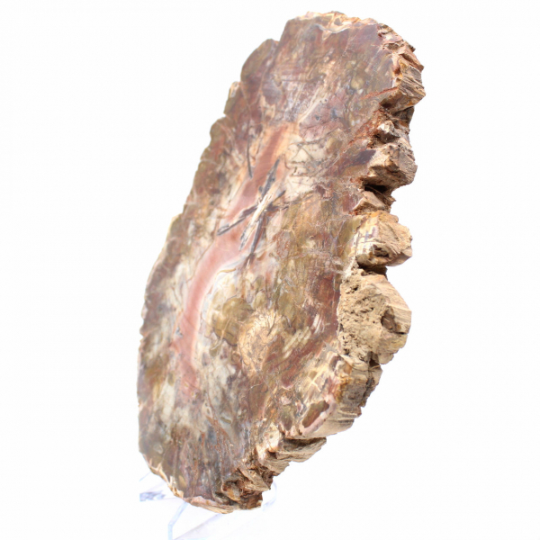 Versteend hout uit Madagaskar - Grote gepolijste plak