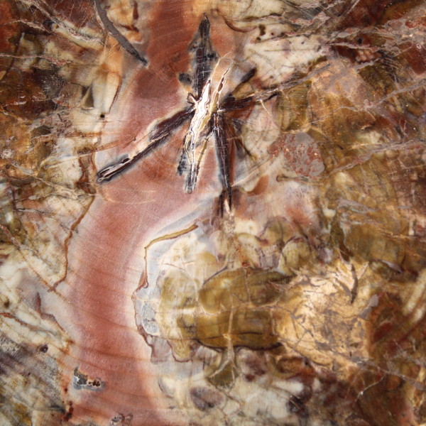 Versteend hout uit Madagaskar - Grote gepolijste plak