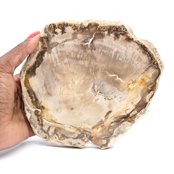 Plakje versteend Malagassisch hout - Minerale esthetiek