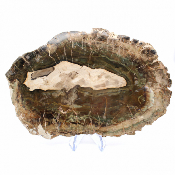 Langwerpige plak versteend hout - Herkomst: Madagaskar