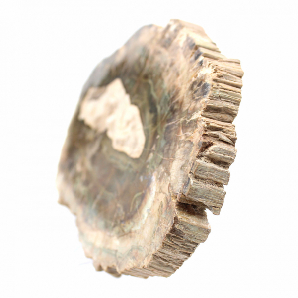 Langwerpige plak versteend hout - Herkomst: Madagaskar