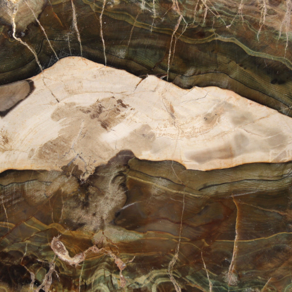 Langwerpige plak versteend hout - Herkomst: Madagaskar