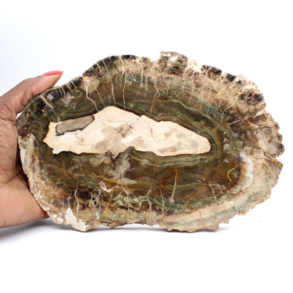 Langwerpige plak versteend hout - Herkomst: Madagaskar